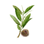 Chestnut Tree